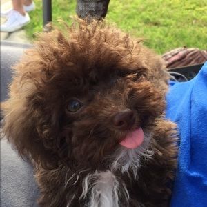 Meet your Posher, Maddy